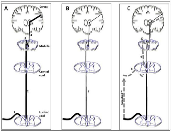 Cortex Panels Materials and Methods